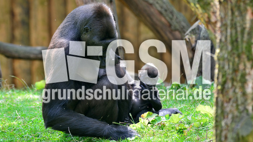 Gorillababy (14).jpg